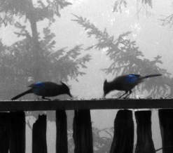 birdlandjournalbirds