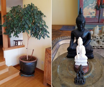 ficus-buddhas