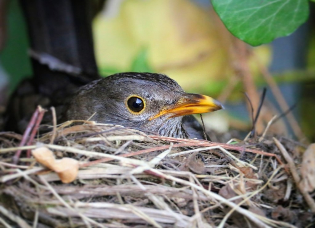 Nesting Bird Meditation: Trusting in the Practice for Mindful&nbsp;Awakening