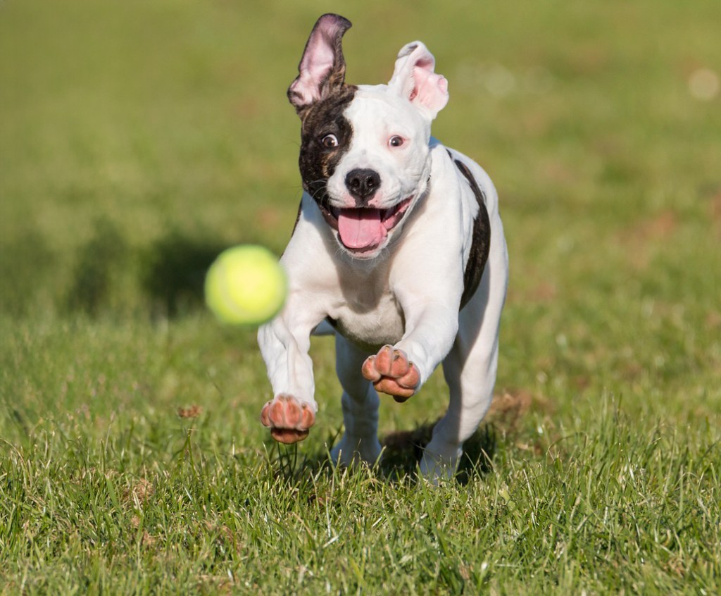 Arrrrrf! A Retrieval Meditation&nbsp;Technique